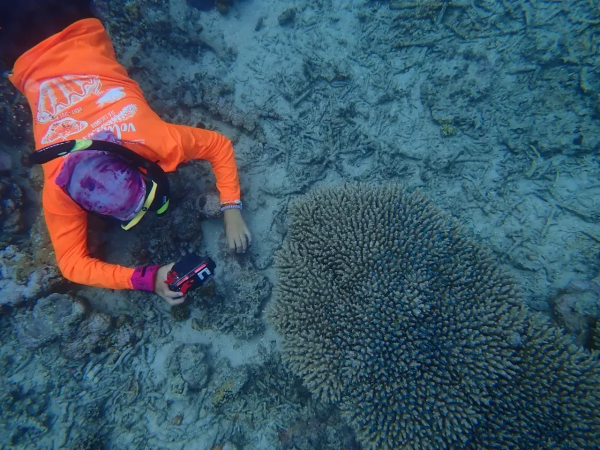 Photographing corals