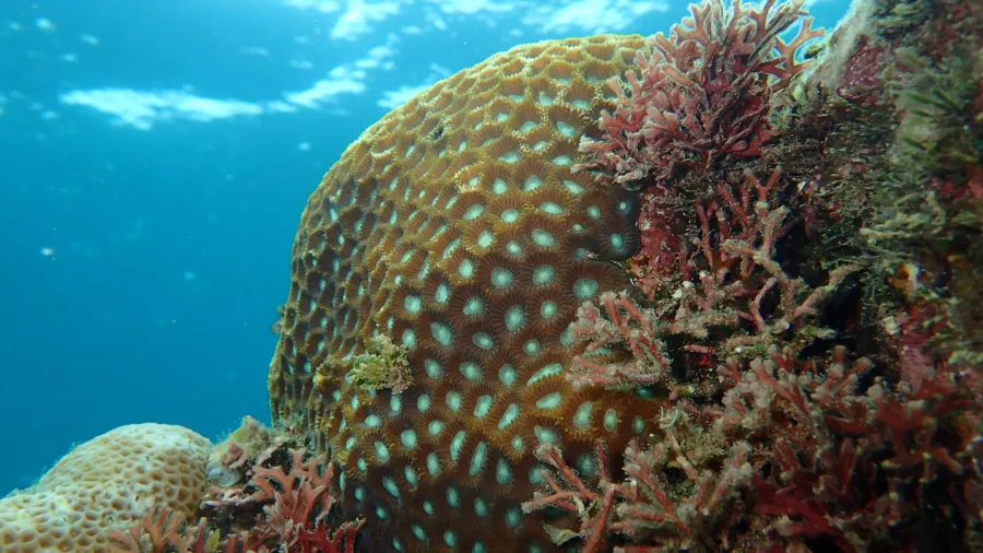 I have over 200 dives and enjoy taking up-close photos of marine organisms.