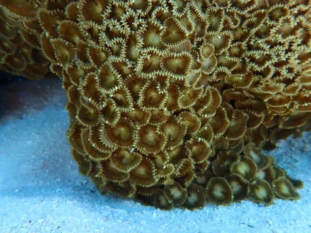 coral reef organisms