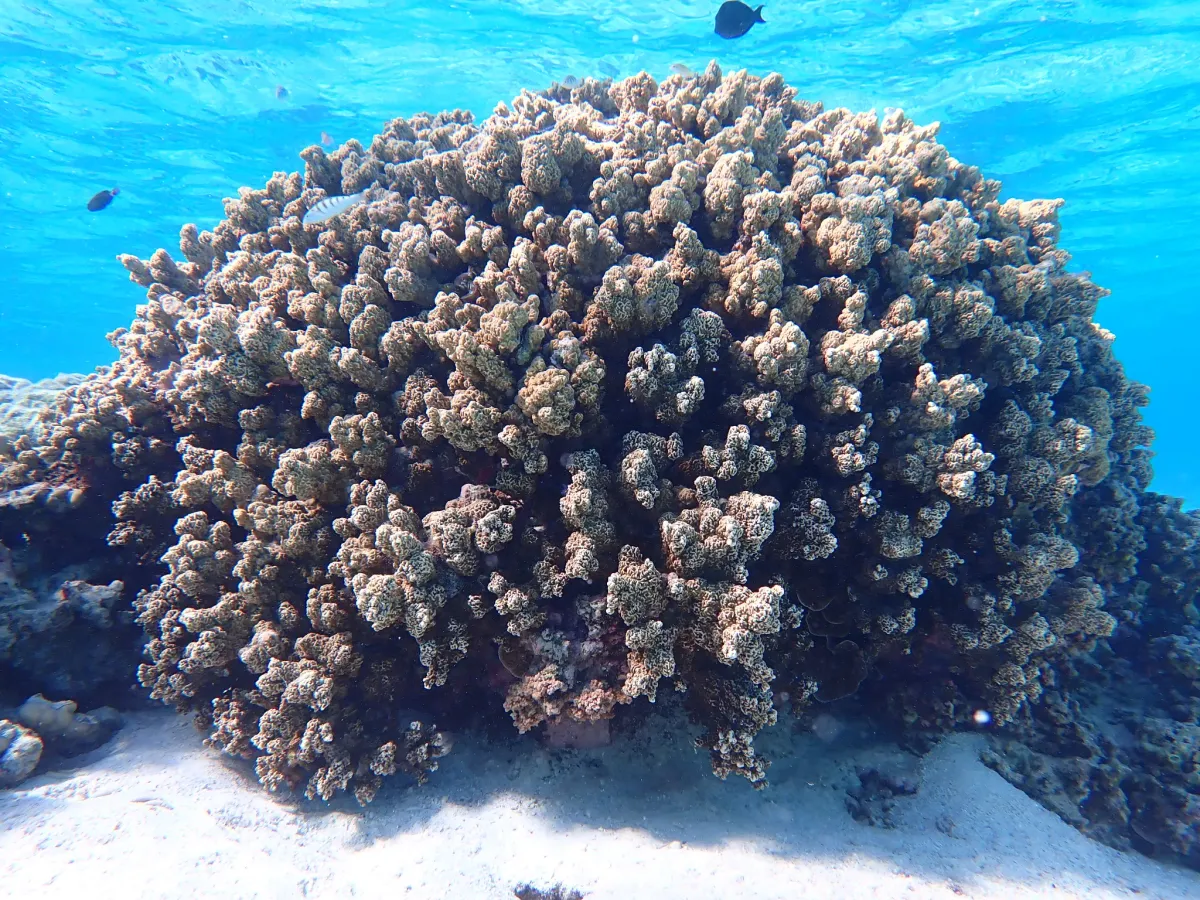Shoal of small fish above a shallow coral garden.