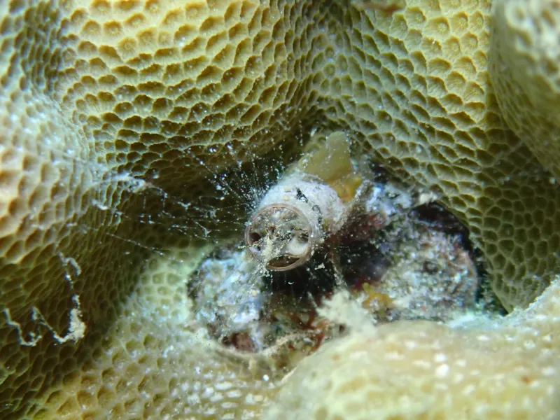 coral reef organisms