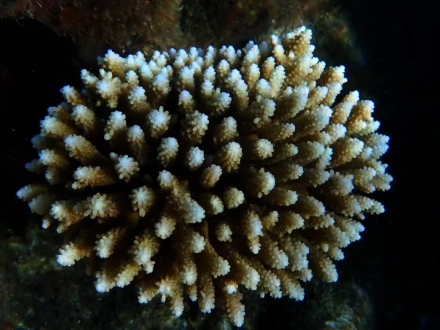 coral reef organisms