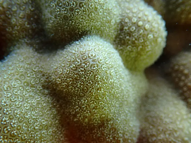 coral reef organisms
