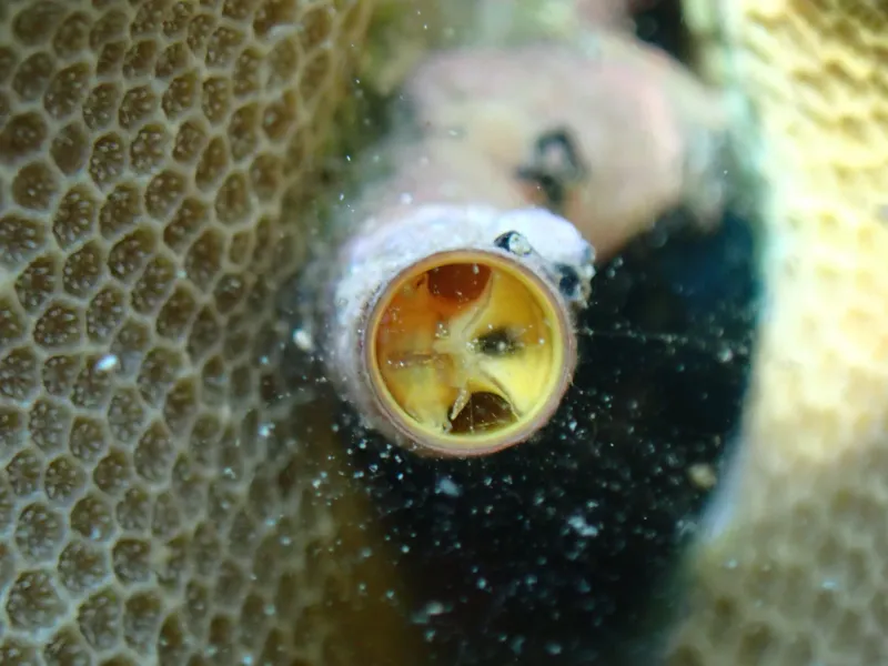 coral reef organisms