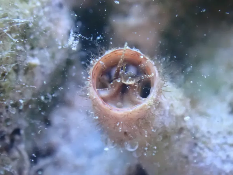 coral reef organisms