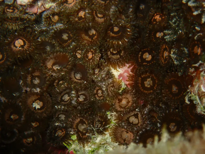 coral reef organisms