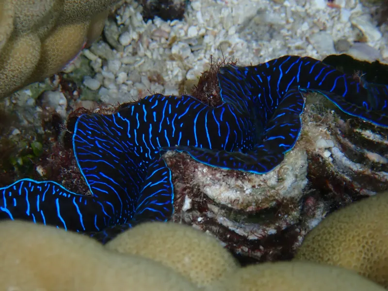 coral reef organisms