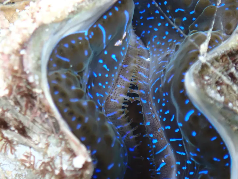 coral reef organisms
