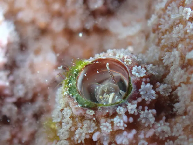 coral reef organisms