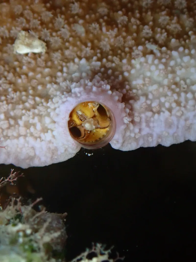 coral reef organisms