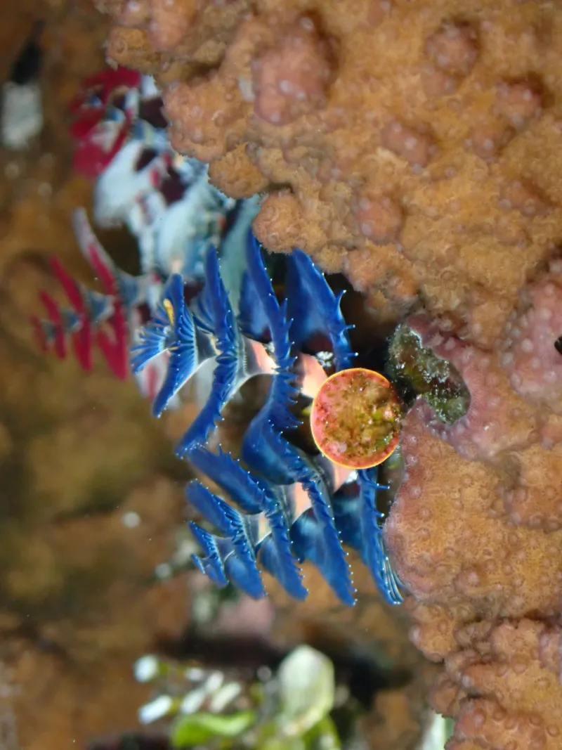 coral reef organisms