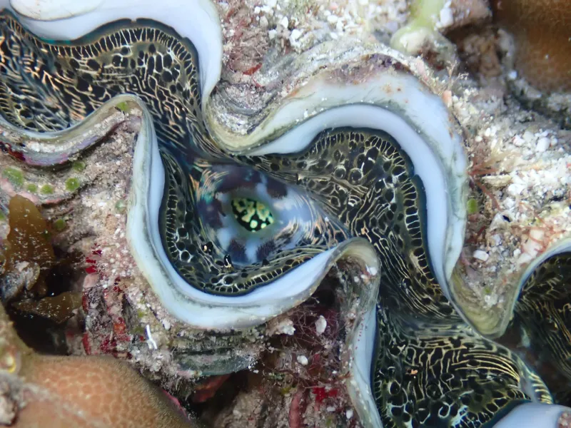 coral reef organisms