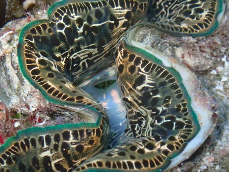 coral reef organisms