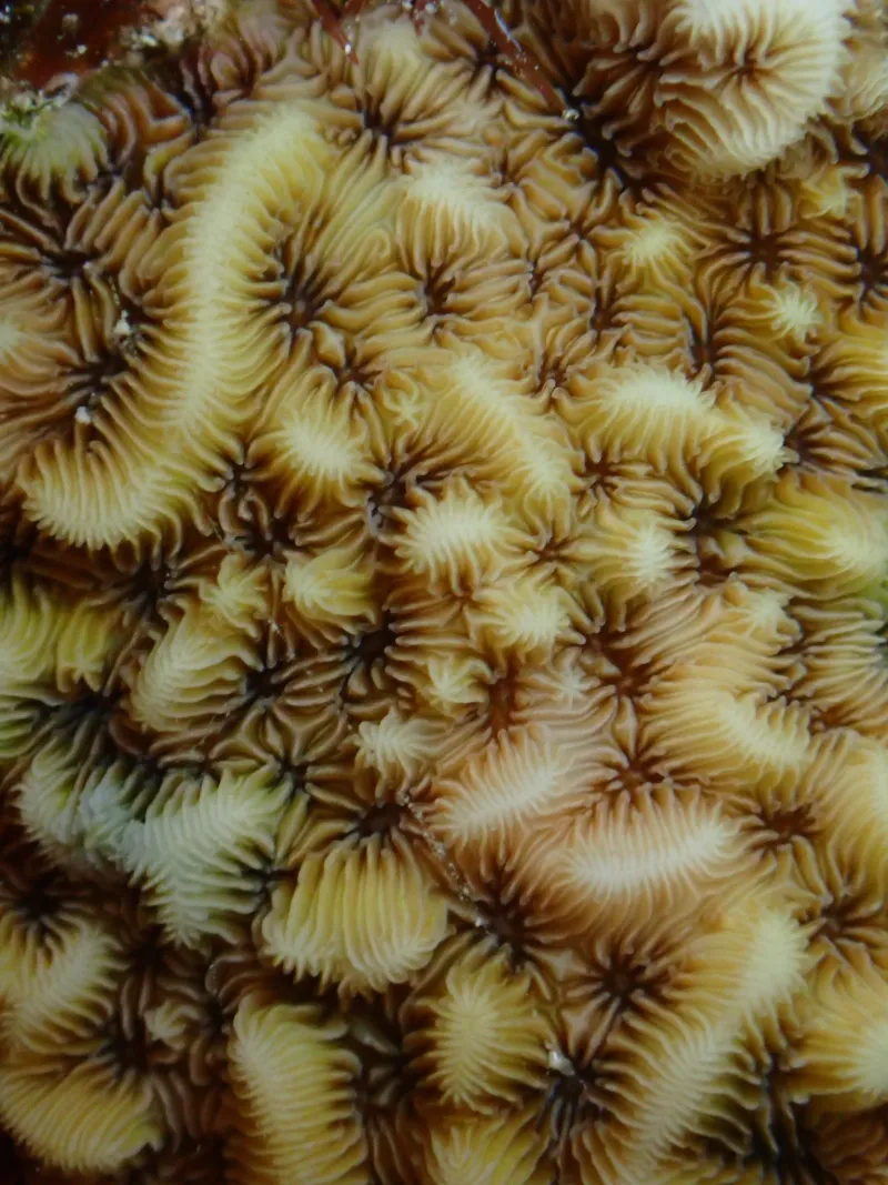 coral reef organisms