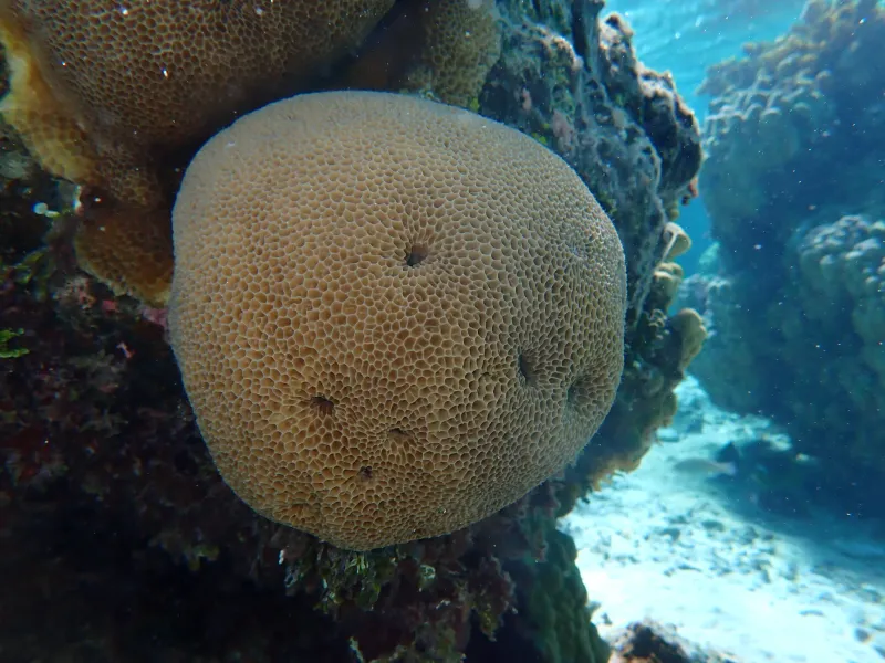 coral reef organisms