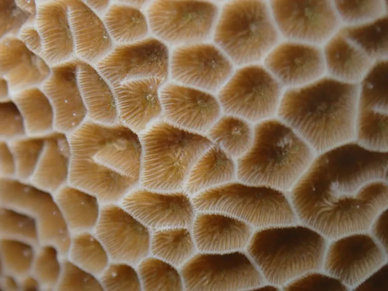 coral reef organisms
