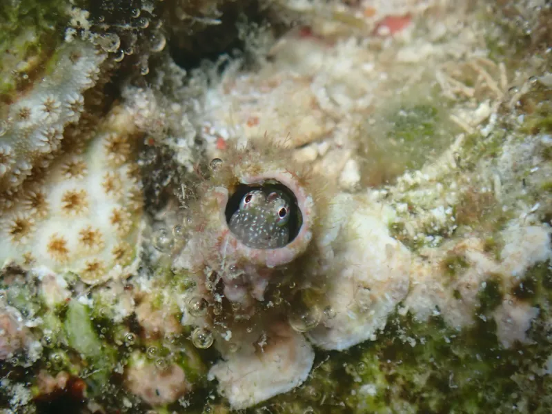 coral reef organisms