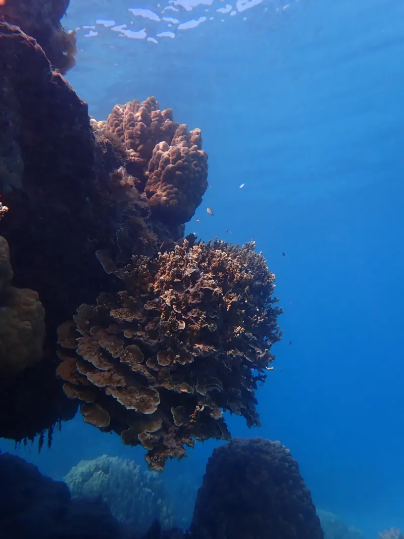 coral reef organisms
